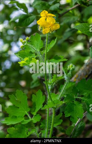 Grande Celandine, fleurs sauvages jaunes, gros plan. Chelidonium majus est une plante toxique, florale et médicinale de la famille des papaveraceae. Jaune-orange Banque D'Images