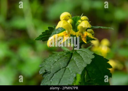 Lamiastrum galeobdoline autre nom Galeobdoline luteum, plante jaune vivace à fleurs .fleurs d'archange jaune au printemps, fond vert. Banque D'Images