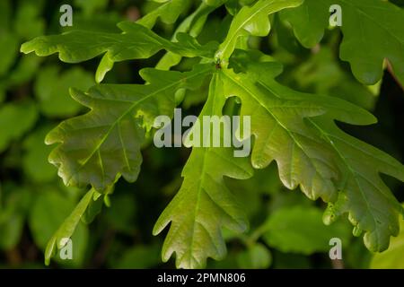 Chêne européen, Quercus robur, nouvelles feuilles de printemps sous la lumière du soleil sur une branche. Banque D'Images