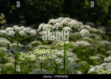 Une vue d'une prairie à fleurs blanches d'Aegopodium podagraria L. de la famille des apiales, communément appelé aîné de terre, herbage, évêque, herbe, Banque D'Images