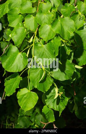 Vue rapprochée de l'arbre de tilleul avant de fleurir un jour d'été. Banque D'Images