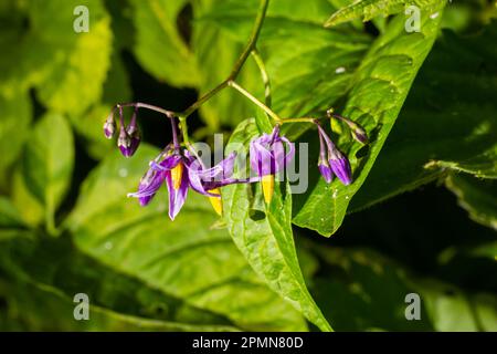 Fleur pourpre et jaune des raisins du diable, Solanum dulcamara. Banque D'Images