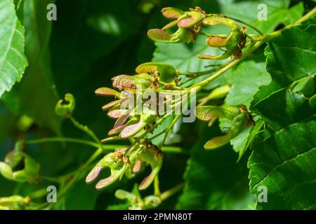 Un gros plan de fruits rouges-roses mûrs de Acer tataricum subsp. Érable ginnala Tatar ou érable Tatarien. Banque D'Images