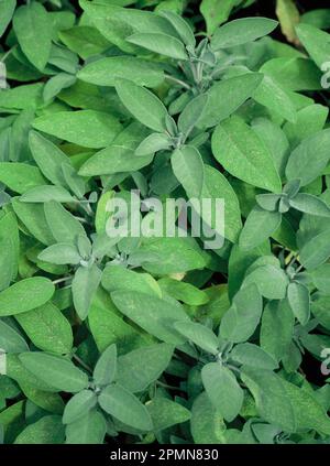 Plante à base de plantes. Sage commun. (Salvia officinalis). Banque D'Images