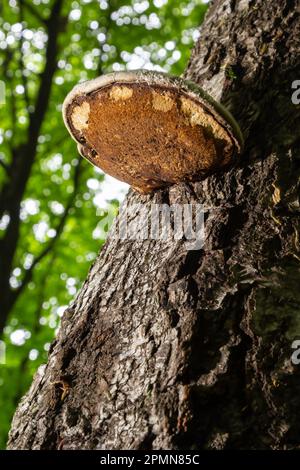 Fomes fomentarius, communément connu sous le nom de champignon de l'urine. Banque D'Images