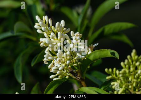 Ligustrum vulgare plante à fleurs blanches sauvage d'europe privée, groupe de fleurs parfumées en fleur sur branches d'arbustes, feuilles vertes. Banque D'Images