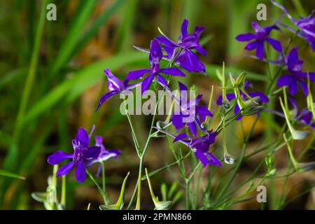 Forking larkspur, Consolia regalis ou fleurs bleues delphinium sauvages, faible profondeur de champ. herbes d'été. Banque D'Images