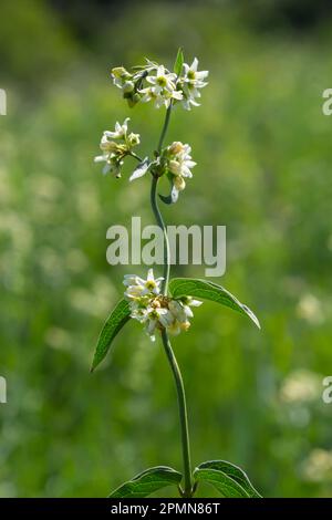 Vincetoxicum hirundinaria subsp. hirundinaria, millepertuis blanc. Plante sauvage en été. Banque D'Images