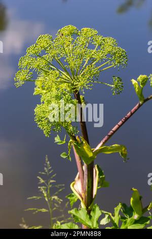 Plante médicinale, essentielle, miel, nourriture - angelica archangelica pousse dans la nature. Banque D'Images