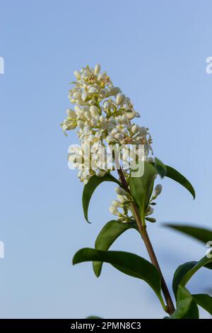 Ligustrum vulgare plante à fleurs blanches sauvage d'europe privée, groupe de fleurs parfumées en fleur sur branches d'arbustes, feuilles vertes. Banque D'Images