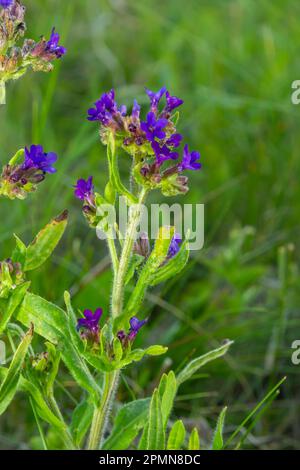 Anchusa officinalis, alcanet, bugloss commun. Été, aube. Des gouttes de rosée se trouvent sur la plante. Magnifique fond vert. Banque D'Images