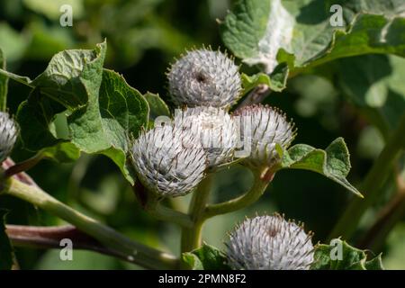 L'Arctium tomentosum, communément appelé le terrier laineux ou terrier, est une espèce de terrier appartenant à la famille des Asteraceae. Banque D'Images