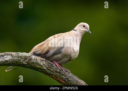 Colombe eurasienne, Streptopelia decaocto, oiseaux gris assis sur la braque dans l'habitat naturel. Arrière-plan vert clair. Dove à Prague, République tchèque Banque D'Images