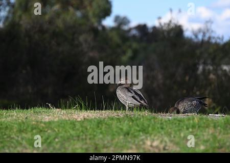 Une femelle de canard en bois australien au sommet d'une colline herbeuse, tenant quelque chose dans son addition, tandis qu'un autre canard se penche pour se nourrir derrière lui Banque D'Images