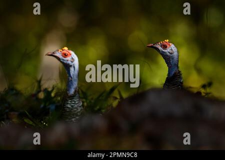 Gutemala nature. dinde ocellée, Meleagris ocellata, oiseau bizar rare, Parc national de Tikal, Gutemala. Scène sauvage de la nature. Oiseau avec verrue rouge Banque D'Images