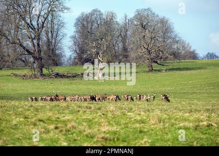 Troupeau de cerfs rouges en liberté dans le parc boisé de Studley Royal Gardens North Yorkshire Banque D'Images