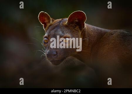 FOSA, Cryptoprocta ferox, Forêt de Kirindy à Madagascar. Gros plan portrait détaillé. Bête de proie prédateur nature endémique Madagascar. FOSA, mammifère natur Banque D'Images