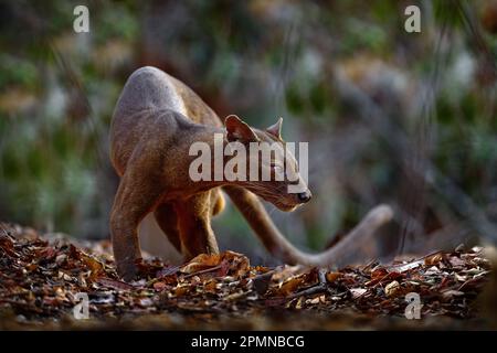 FOSA, Cryptoprocta ferox, Forêt de Kirindy à Madagascar. Bête de proie prédateur endémique dans la nature Madagascar. FOSA, mammifère dans l'habitat naturel, sauvage. RAR Banque D'Images