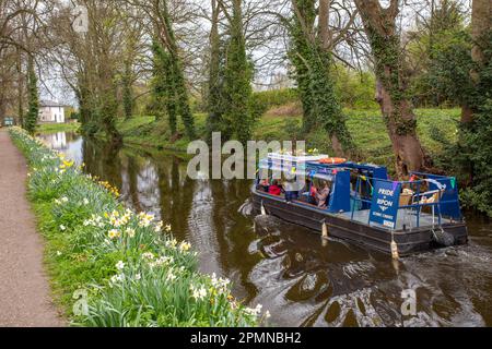 Bateau à rames sur le canal, fierté de Ripon faire des excursions en bateau de plaisance le long du canal de Ripon, dans le North Yorkshire à Springtime, après les jonquilles qui grandissent sur le chemin de halage Banque D'Images