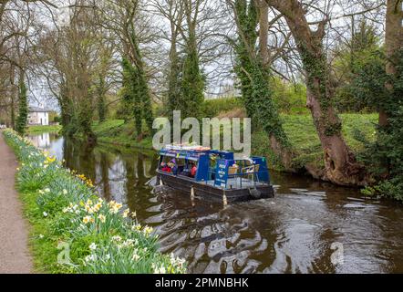 Bateau à rames sur le canal, fierté de Ripon faire des excursions en bateau de plaisance le long du canal de Ripon, dans le North Yorkshire à Springtime, après les jonquilles qui grandissent sur le chemin de halage Banque D'Images