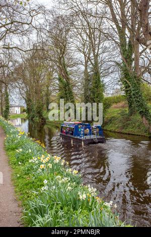 Bateau à rames sur le canal, fierté de Ripon faire des excursions en bateau de plaisance le long du canal de Ripon, dans le North Yorkshire à Springtime, après les jonquilles qui grandissent sur le chemin de halage Banque D'Images