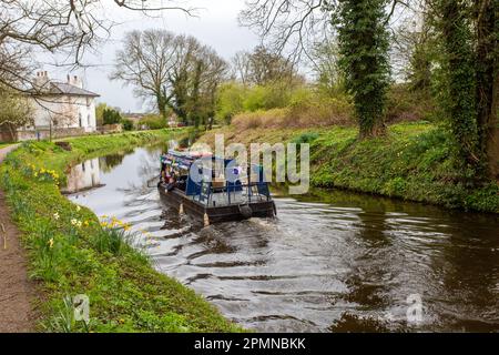 Bateau à rames sur le canal, fierté de Ripon faire des excursions en bateau de plaisance le long du canal de Ripon, dans le North Yorkshire à Springtime, après les jonquilles qui grandissent sur le chemin de halage Banque D'Images