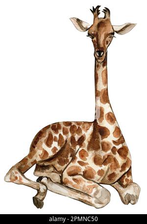 Illustration de girafe d'aquarelle, animal tropical de Cartoon, exotique été jungle design.main dessiné. Design pour fête de douche de bébé, anniversaire, gâteau, Banque D'Images