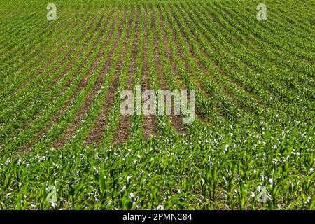 Jeunes semis de blé vert poussant dans un champ de sol. Gros plan sur l'élevage de seigle agricole sur un champ au coucher du soleil. Banque D'Images