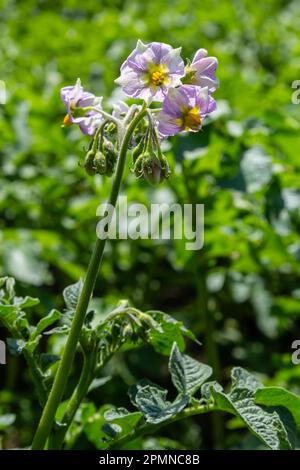 Jeunes pommes de terre à fleurs sur un champ vert, ferme, concept d'agriculture biologique. Banque D'Images