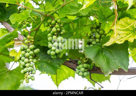 Gros plan sur les grappes de raisin vertes et sous-mûres accrochées à l'arbre. Grappes de raisins mûrissement sur une vigne. Raisins de vigne sur un Trellis. Raisins pour le vin. Sélectif Banque D'Images