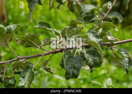 Pucerons aux pommes qui se torchent les feuilles de rose, Dysaphis devecta, ravageur des pommiers. Détail de la feuille affectée. Banque D'Images