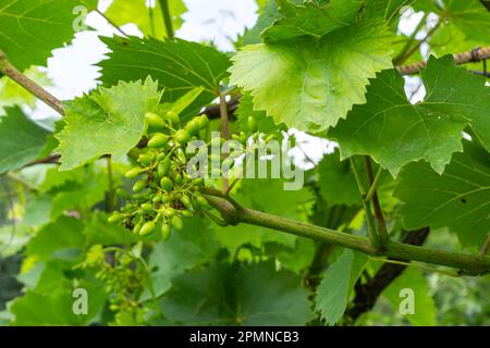 Raisins fleuris contre le ciel bleu. Vigne en fleur. Vigne de raisin aux jeunes feuilles et bourgeons fleuris dans le vignoble. Banque D'Images