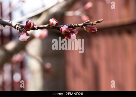 Bourgeons sur une branche d'un abricot. Arbres fruitiers dans le jardin. Réveil printanier de la nature. Jardinage. Copier l'espace. Banque D'Images