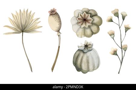 Ensemble d'illustrations aquarelles de feuilles de palmier sèches, de boîtes de graines de pavot et d'herbe de fleur de champ en beige pour les motifs rustiques d'automne. Isolé sur blanc Banque D'Images