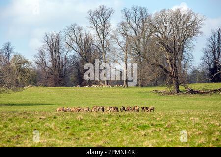 Troupeau de cerfs rouges en liberté dans le parc boisé de Studley Royal Gardens North Yorkshire Banque D'Images