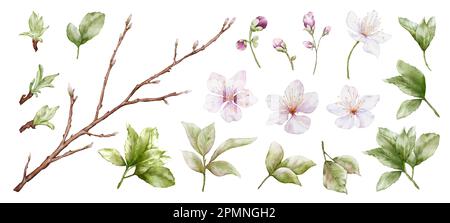 Ensemble de fleurs de cerisier aquarelle. Fleur de cerisier, branche de feuilles vertes et tige isolées sur fond blanc. Convient aux décorati Banque D'Images