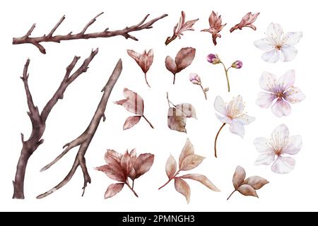 Ensemble d'aquarelles viva magenta cerisier fleurs éléments de floraison. Fleur de cerisier, branche de feuilles et tige isolées sur fond blanc. Convient pour d Banque D'Images