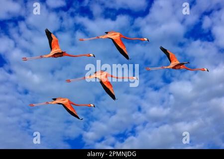 Vol Flamingo sur le ciel bleu avec des nuages blancs, réserve Ría Celestun, Yucatan sur le Mexique. Un troupeau d'oiseaux volent. Flamants d'Amérique, Phénicopterus rubis Banque D'Images