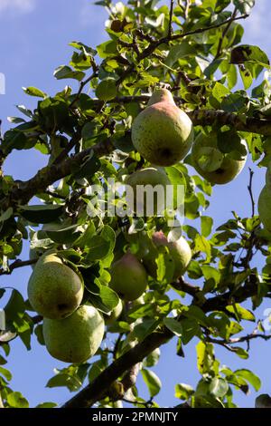 Un bouquet de poires dans l'arbre. Avantages des poires. Fond bleu ciel Banque D'Images