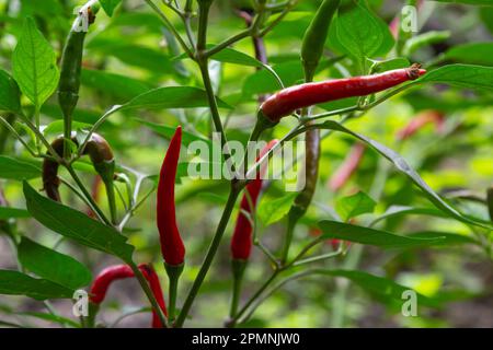 De beaux piments sur les buissons. Piments rouges à la ferme. Poivrons rouges chauds dans le jardin. Banque D'Images