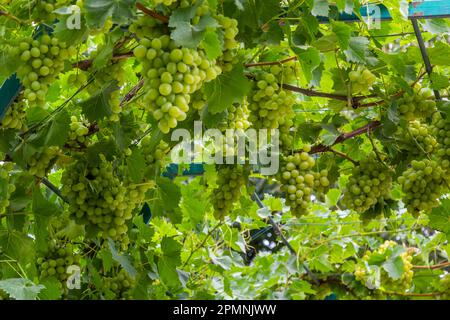 Les raisins mûrs poussent sur des buissons. Bouquet de raisins avant récolte. Banque D'Images