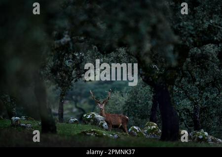 Cerf d'Espagne dans la Sierra de Andujar montagne. Saison de rutting cerf rouge, animal puissant majestueux à l'extérieur du bois, grand animal dans l'habitat forestier. Wildl Banque D'Images