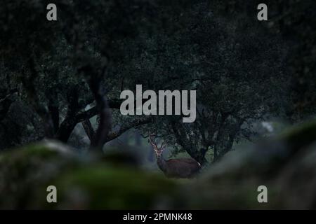 Cerf d'Espagne dans la Sierra de Andujar montagne. Saison de rutting cerf rouge, animal puissant majestueux à l'extérieur du bois, grand animal dans l'habitat forestier. Wildl Banque D'Images