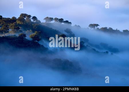 Paysage en Sierra de Andújar, lever de soleil bleu le matin avec brouillard de la motte. Saison verte d'hiver en Andalousie en Espagne. Collines avec arbres et brouillard. Froid jour dedans Banque D'Images