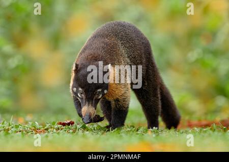 Coati à nez blanc, Nasua narica, parc national de l'habitat de l'herbe verte Manuel Antonio, Costa Rica. Animal dans la forêt. Mammifère dans la nature .Animal de Banque D'Images