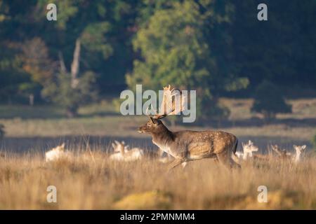 Un cerf en jachère se déplace à travers un troupeau de does pendant la saison de rutting dans le parc Petworth, dans l'ouest du Sussex Banque D'Images