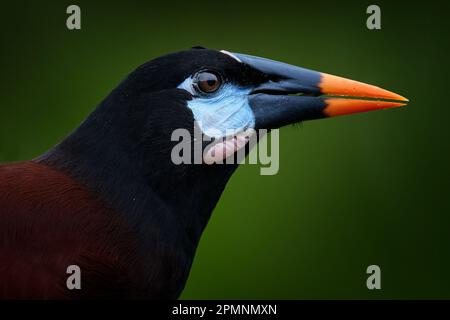 Mexique faune. Montezuma Oropendola, Psarocolius montezuma, portrait d'oiseau exotique du Mexique, marron avec tête noire et bec orange, vert clair Banque D'Images