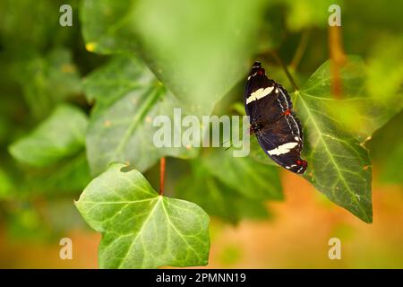 Anartia fatima, papillon rouge noir assis sur les feuilles vertes dans l'habitat naturel. Paon bagué, est un papillon au Costa Rica. Trouvé dans le sud de te Banque D'Images