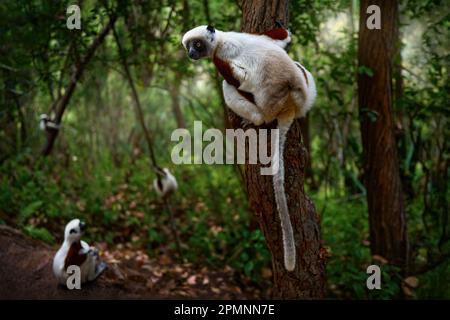 Sifaka de Coquerel, Propithecus coquereli, réserve Peyrieras. Groupe de singes dans l'habitat. Lémuriens dans la forêt tropique vert foncé. Sifaka sur l'arbre, ensoleillé Banque D'Images