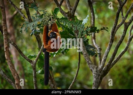 Madagascar faune. Lémuriens rouges, Varecia rubra, Parc National Andasibe - Mantadia à Madagascar. Singe brun rouge sur l'arbre, habitat de la nature dans Banque D'Images